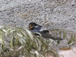 Sowi IMG_7791.JPG