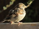 Spatzi IMG_7930.JPG