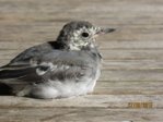 Marco IMG_8046.JPG