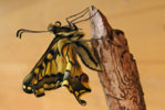 3-Monsti-Schwalbenschwanz-Papilio-machaon-a19056871.jpg