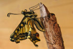 3-Monsti-Schwalbenschwanz-Papilio-machaon-a19056871.jpg 3-Monsti-Schwalbenschwanz-Papilio-machaon-a19056871.jpg