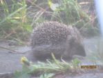 Igel IMG_8349.JPG