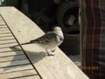 Marco IMG_8491.JPG