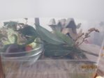 Heimchen IMG_8550.JPG