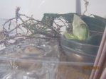 Heimchen IMG_8551.JPG