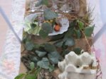 Heimchen IMG_8554.JPG
