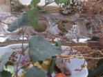 Heimchen IMG_8555.JPG