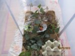 Heimchen IMG_8556.JPG