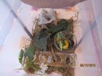 Heimchen IMG_8557.JPG