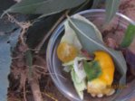 Heimchen IMG_8558.JPG