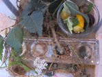 Heimchen IMG_8559.JPG