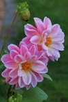 Dahlie_pink_rosa_2 of a kind_makro_700.JPG
