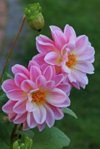 Dahlie_pink_rosa_2 of a kind_makro_700.JPG