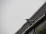 IMG_8658.JPG