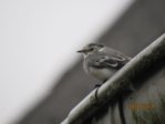 IMG_8659.JPG
