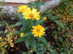 herbstimpressionen 9.10.2015 007.JPG