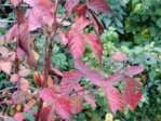 herbstimpressionen 9.10.2015 019.JPG