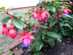 herbstimpressionen 9.10.2015 024.JPG
