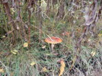 Herbstspaziergang 08.10.2015 027.JPG