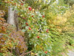 Herbstspaziergang 08.10.2015 038.JPG