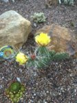 Opuntia phaeacantha longispina Feigen Kaktus 2015.07.05 002.jpg