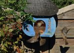 Feldsperlinge_Vogel_verteidigen Futterhaus4_800.JPG