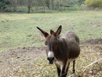 Herbstspaziergang 08.10.2015 020.JPG