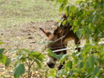 Herbstspaziergang 08.10.2015 018.JPG