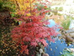 Herbstbilder 23.10.2015 006.JPG