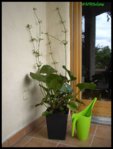 Echinodoruscordilfoliusemers.jpg