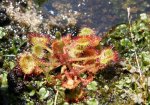 drosera8.jpg