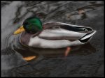 Ente_bearbeitet_HDR_001.jpg