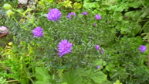 Scabiose.JPG Scabiose.JPG