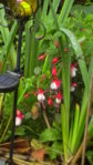 Fuchsie am Teichrand.JPG Fuchsie am Teichrand.JPG