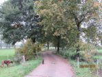 Allee IMG_9317.JPG