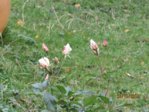 Heckenrose IMG_9319.JPG