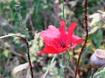 Mohn IMG_9347.JPG