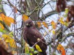 Bussard IMG_9544.JPG Bussard IMG_9544.JPG