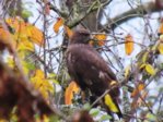 Bussard IMG_9545.JPG Bussard IMG_9545.JPG