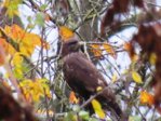 Bussard IMG_9547.JPG Bussard IMG_9547.JPG