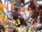 Bussard IMG_9548.JPG Bussard IMG_9548.JPG