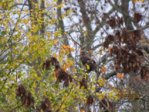 Bussard IMG_9550.JPG Bussard IMG_9550.JPG
