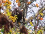 Bussard IMG_9552.JPG Bussard IMG_9552.JPG