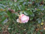 Rose IMG_9579.JPG