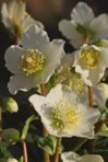 Helleborus Christmas Carol_weiss_grün_macro1_800.JPG