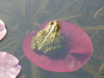 Froschfrau April 2011.JPG