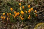 Krokus_gelb_orange_Farbkleks_640.JPG