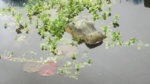 DSCF2806.JPG