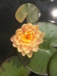 Nymphaea `Clyde Ikins 2015.07.16 004.jpg