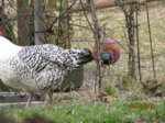 Fasan IMG_1206.JPG